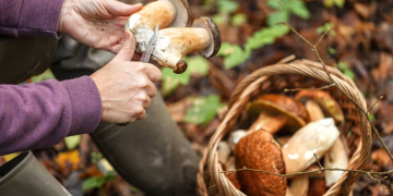 Start der Pilzsaison: Gefahr durch giftige Pilze