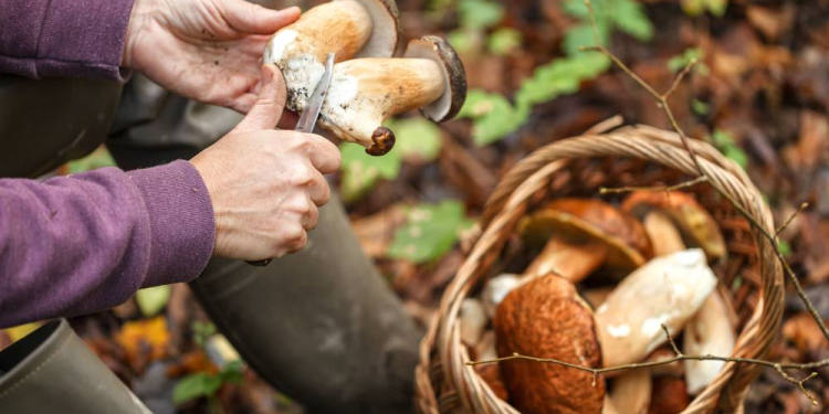 Start der Pilzsaison: Gefahr durch giftige Pilze