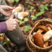 Start der Pilzsaison: Gefahr durch giftige Pilze