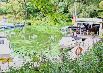 Algen im Geesthachter Hafen: Bitte besonders auf Hunde achten