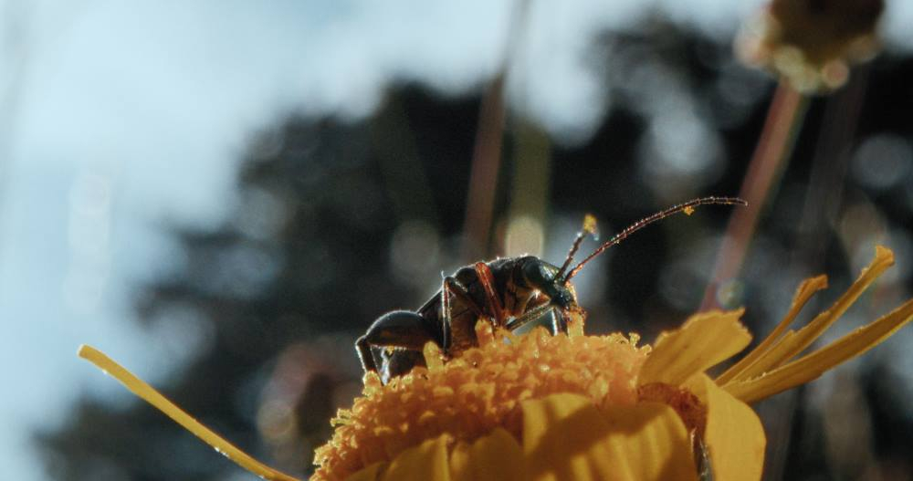 Dokumentation: ‚Insekten‘