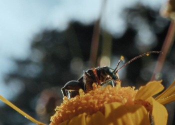 Dokumentation: ‚Insekten‘