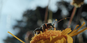 Dokumentation: ‚Insekten‘