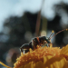 Dokumentation: ‚Insekten‘