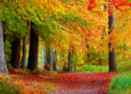 Herbstliche Ranger-Tour im Naturpark Lauenburgische Seen: Auf den Spuren der Bäume und ihrer Mythen