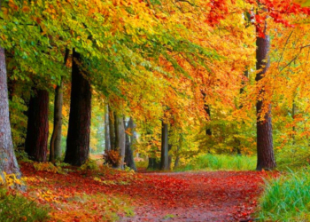 Herbstliche Ranger-Tour im Naturpark Lauenburgische Seen: Auf den Spuren der Bäume und ihrer Mythen