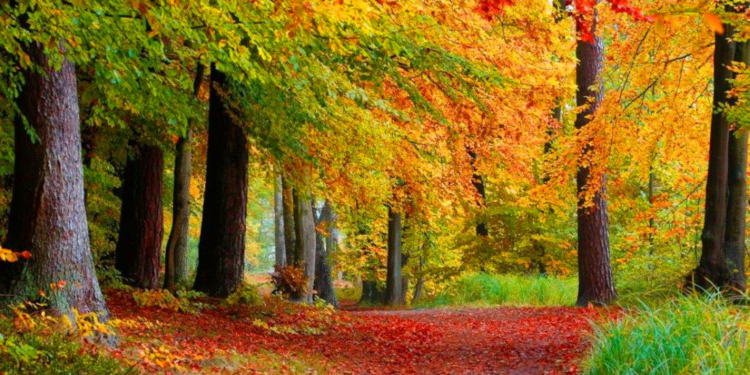 Herbstliche Ranger-Tour im Naturpark Lauenburgische Seen: Auf den Spuren der Bäume und ihrer Mythen