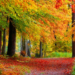 Herbstliche Ranger-Tour im Naturpark Lauenburgische Seen: Auf den Spuren der Bäume und ihrer Mythen