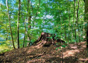 Start der ArtenScouts-Jugendgruppen