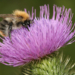 Insekten im Garten
