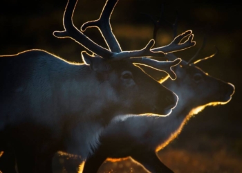Skandinavien – unberührte Wildnis