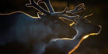 Skandinavien – unberührte Wildnis