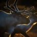 Skandinavien – unberührte Wildnis